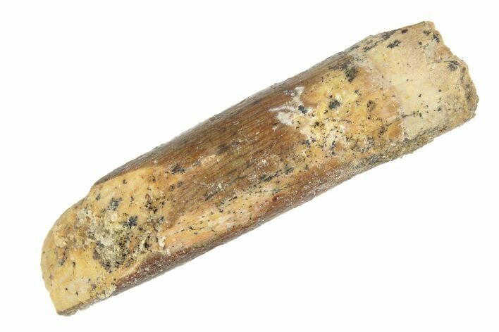 Fossil Sauropod Dinosaur (Rebbachisaurus) Tooth - Morocco #248848